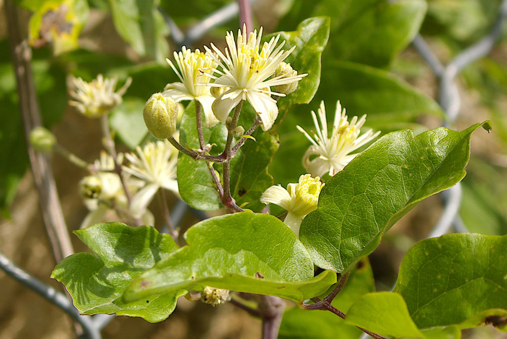 Clematis vitalba / Vitalba